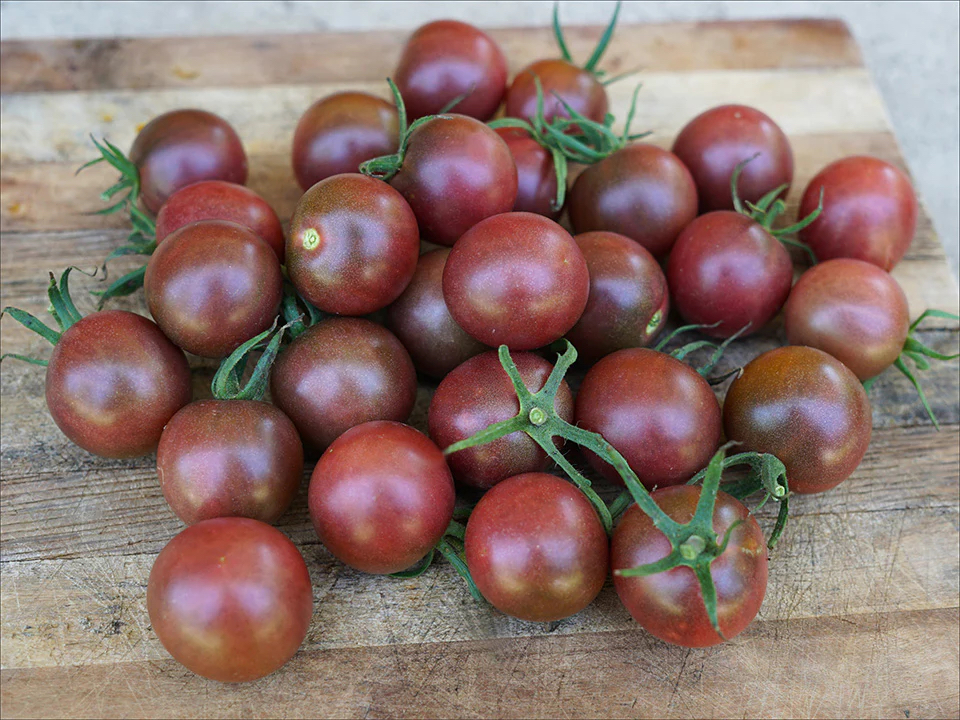 3 adet BLACK CHERRY FİDES