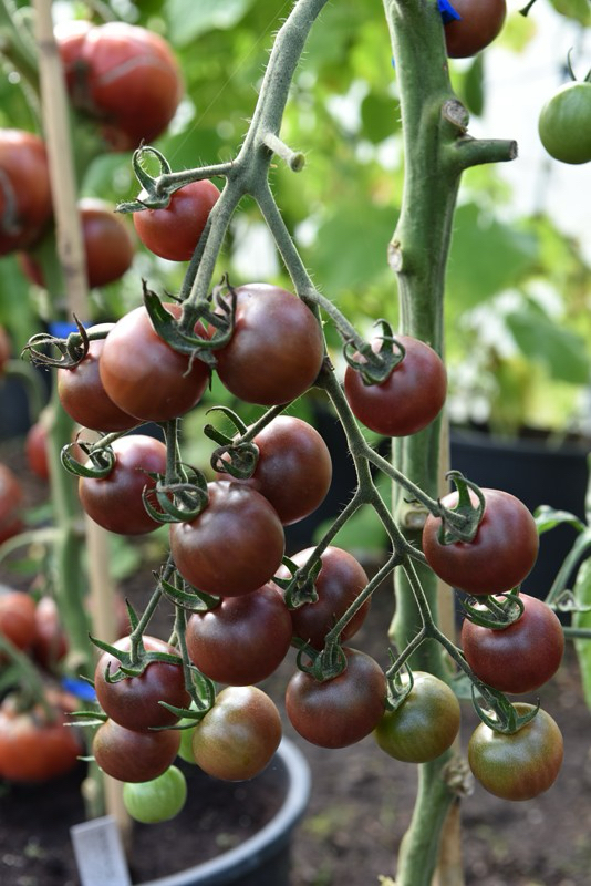 3 adet BLACK CHERRY FİDES