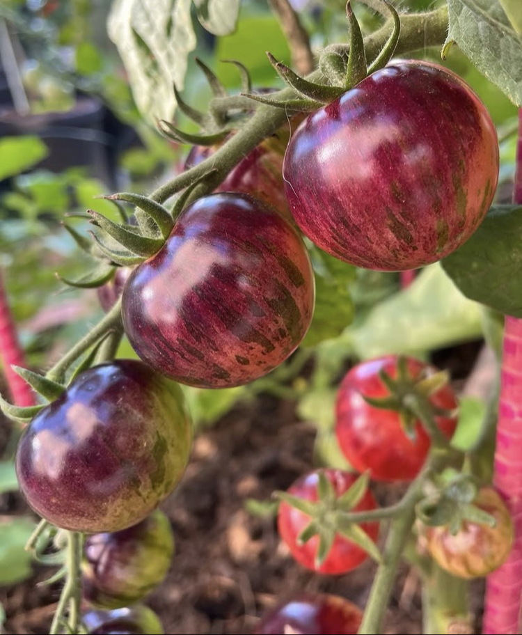 3 adet BLACK STRAWBERRY DOMATES FİDESİ