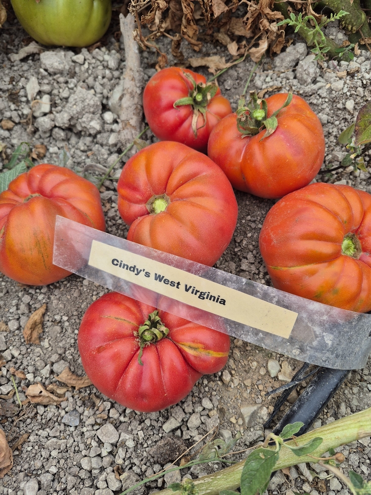 Cindy’s West Virginia Tomato Tohum Paketi
