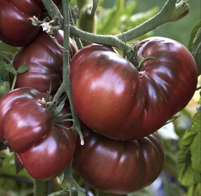 Black Krım Tomato