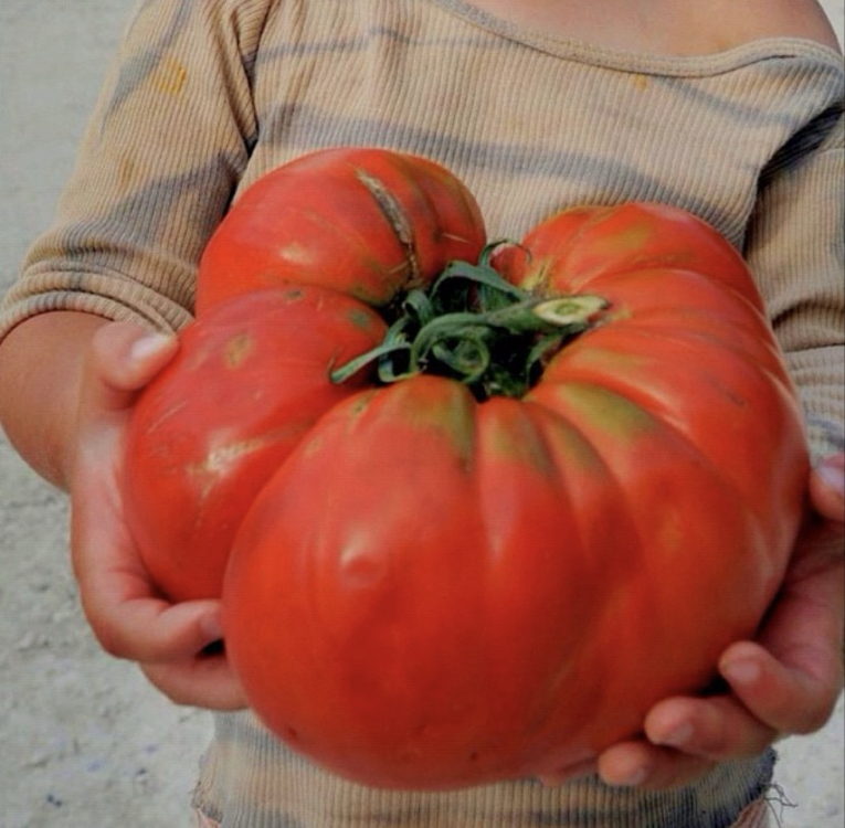 Red Giant Tomato ( Dev - etli çeşit )