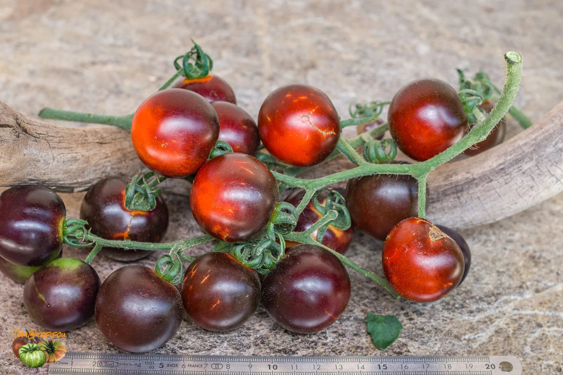 Helsing Junction Blues Tomato 