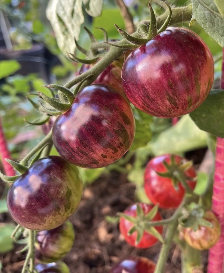 Black Strawberry Tomato Tohum Paketi