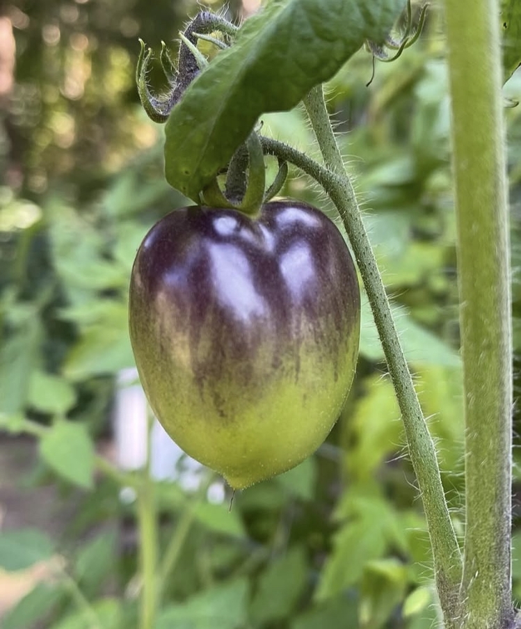 Midnight Roma Tomato Tohum Paketi