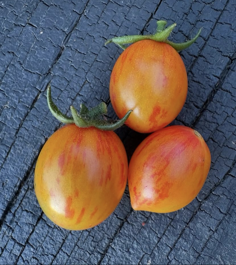 Pink Bumblebee Cherry 