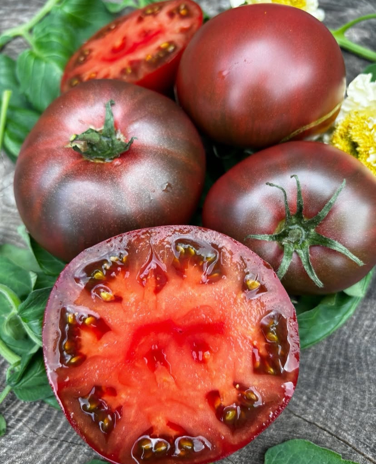 Black From Tula Tomato Tohum Paketi