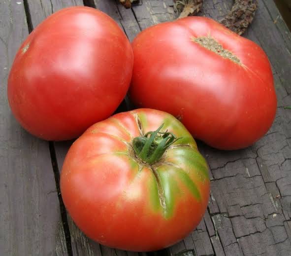 Cindy’s West Virginia Tomato Tohum Paketi