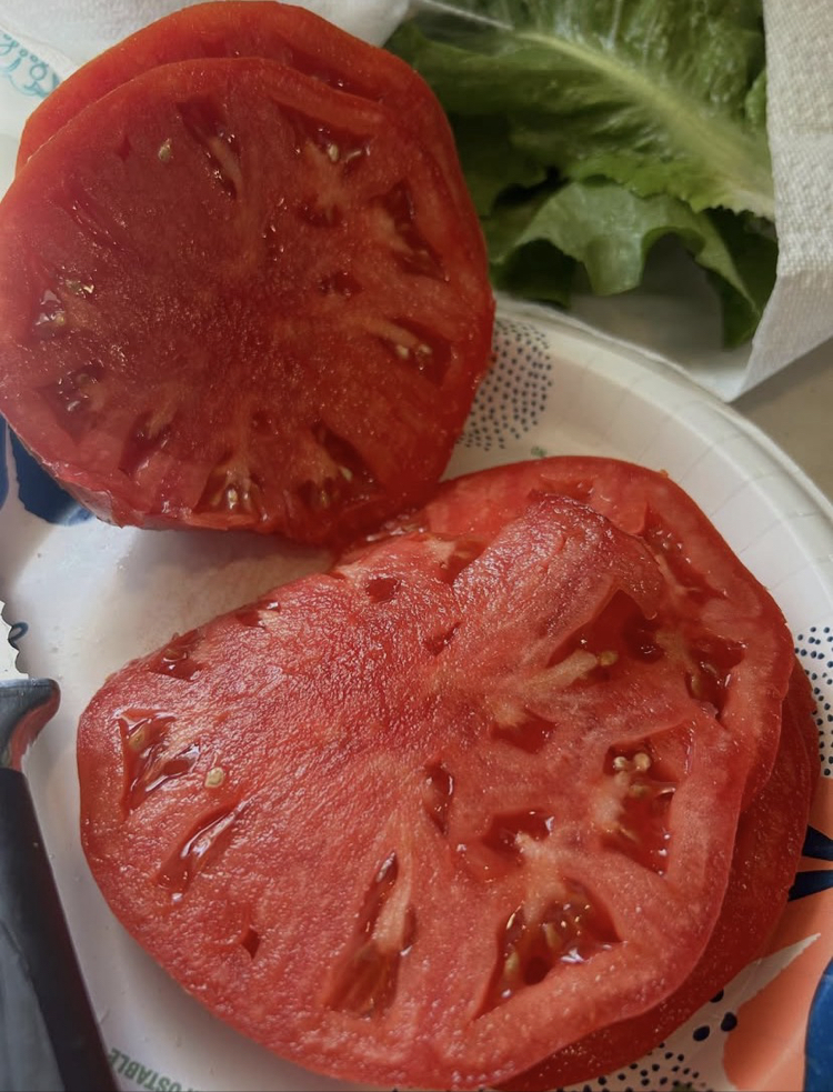 Red Giant Tomato ( Dev - etli çeşit )