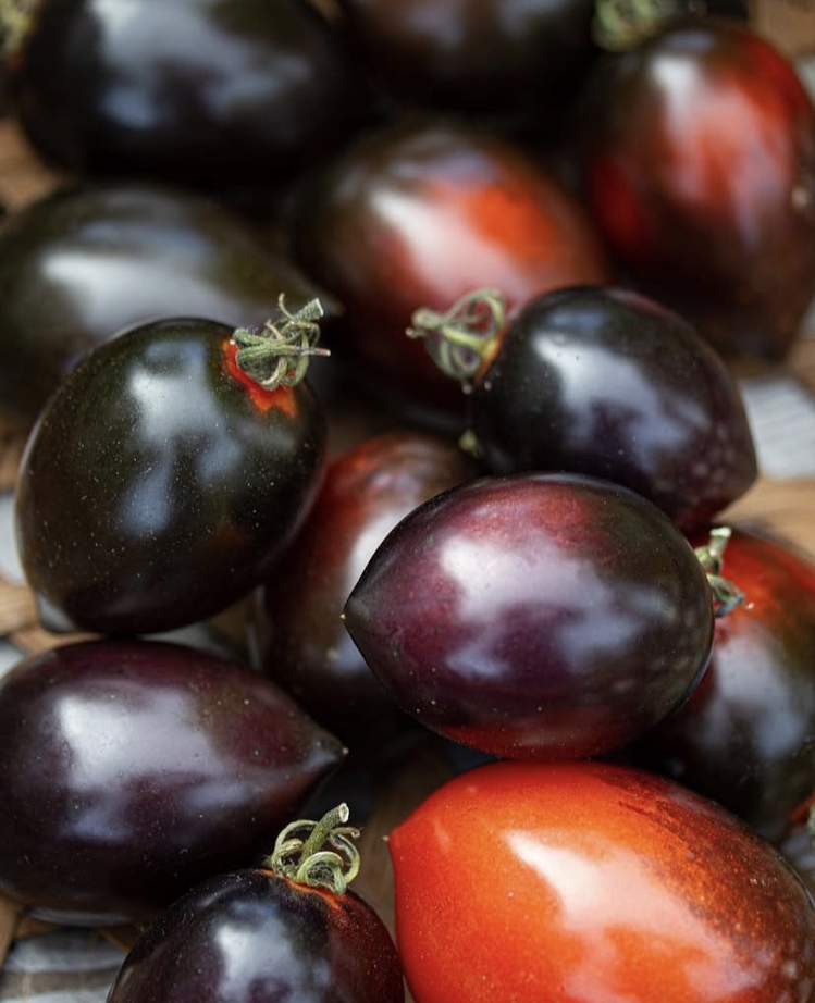 Midnight Roma Tomato Tohum Paketi