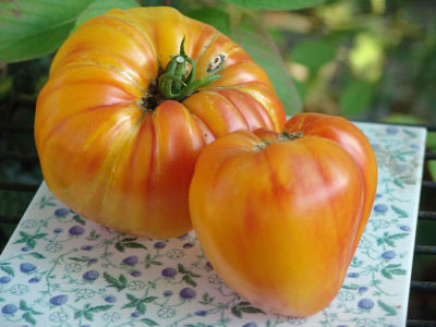 Orange Oxheart Tomato