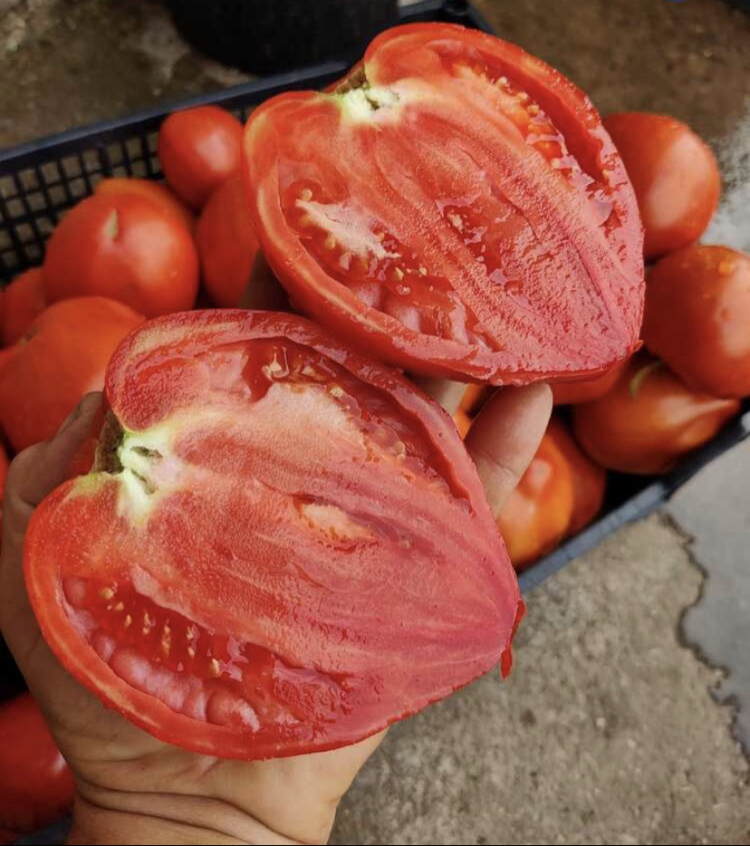 Jovane Jovanke Tomato