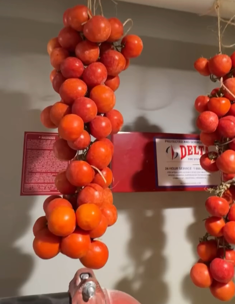 Annarita Tomato ( İtalyan çeşit-3 ay raf ömrü var )