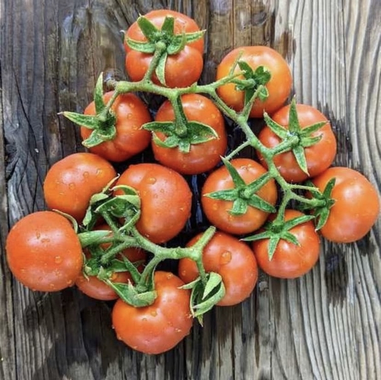 Annarita Tomato ( İtalyan çeşit-3 ay raf ömrü var )