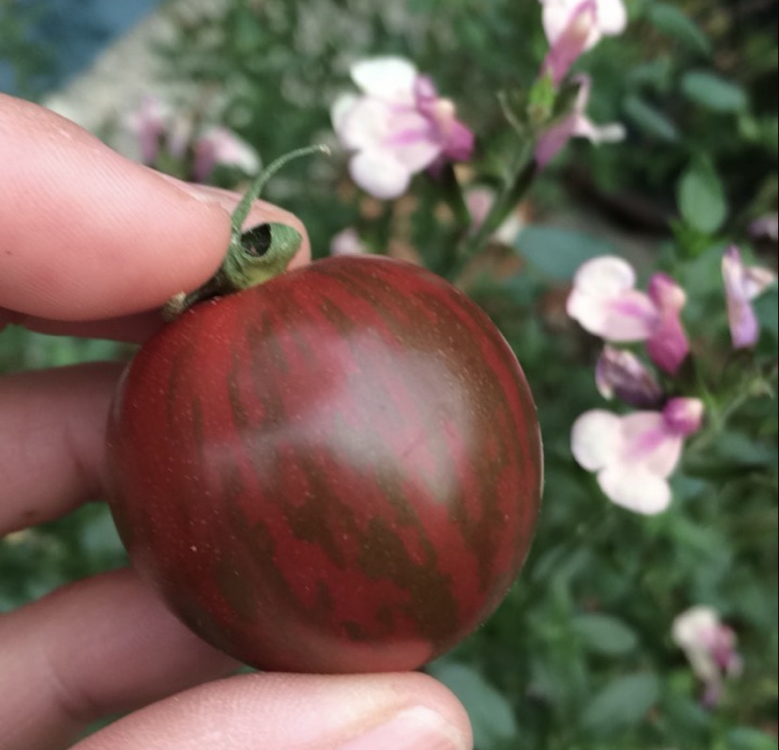 Purple Bumblebee Tomato 