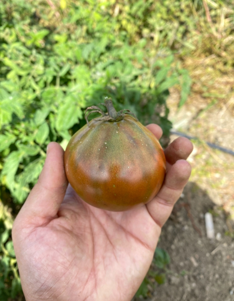 Jappenese Traffle Tomato 