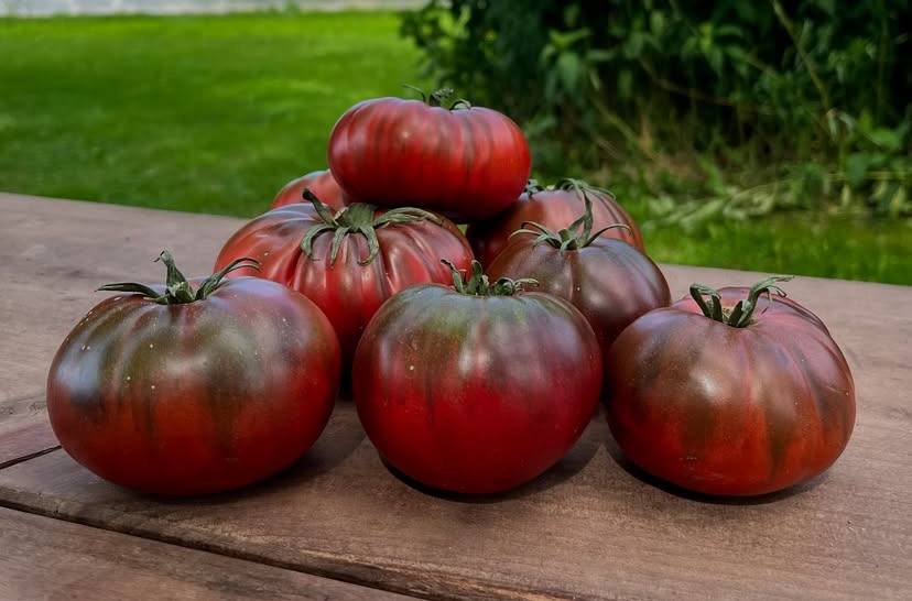 Black From Tula Tomato Tohum Paketi