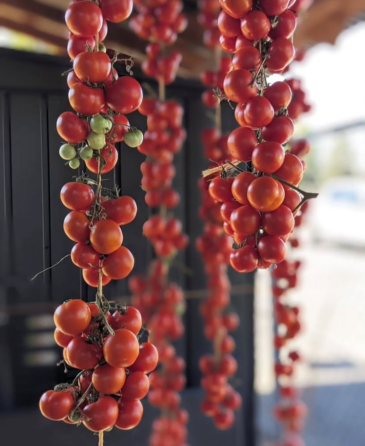 Annarita Tomato ( İtalyan çeşit-3 ay raf ömrü var )