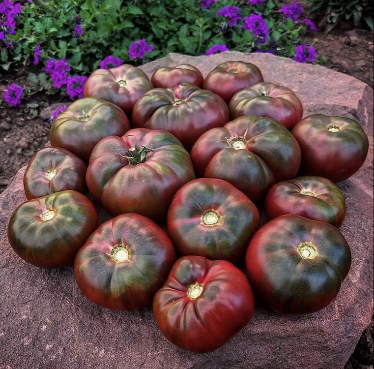 Cherokee Purple Tomato