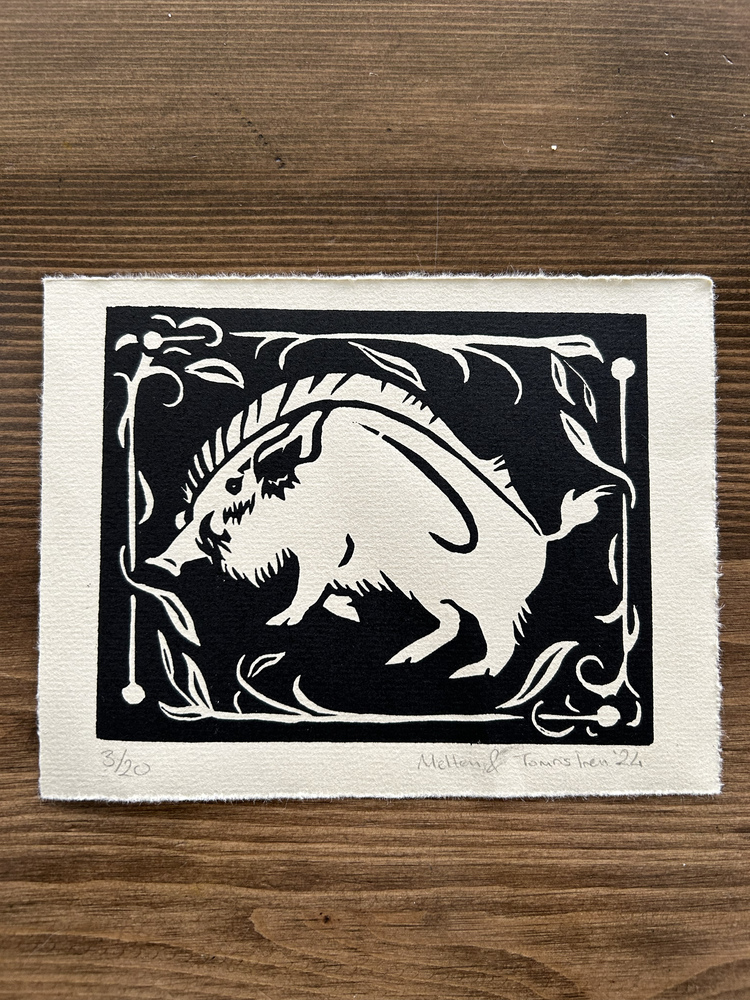 Boar
