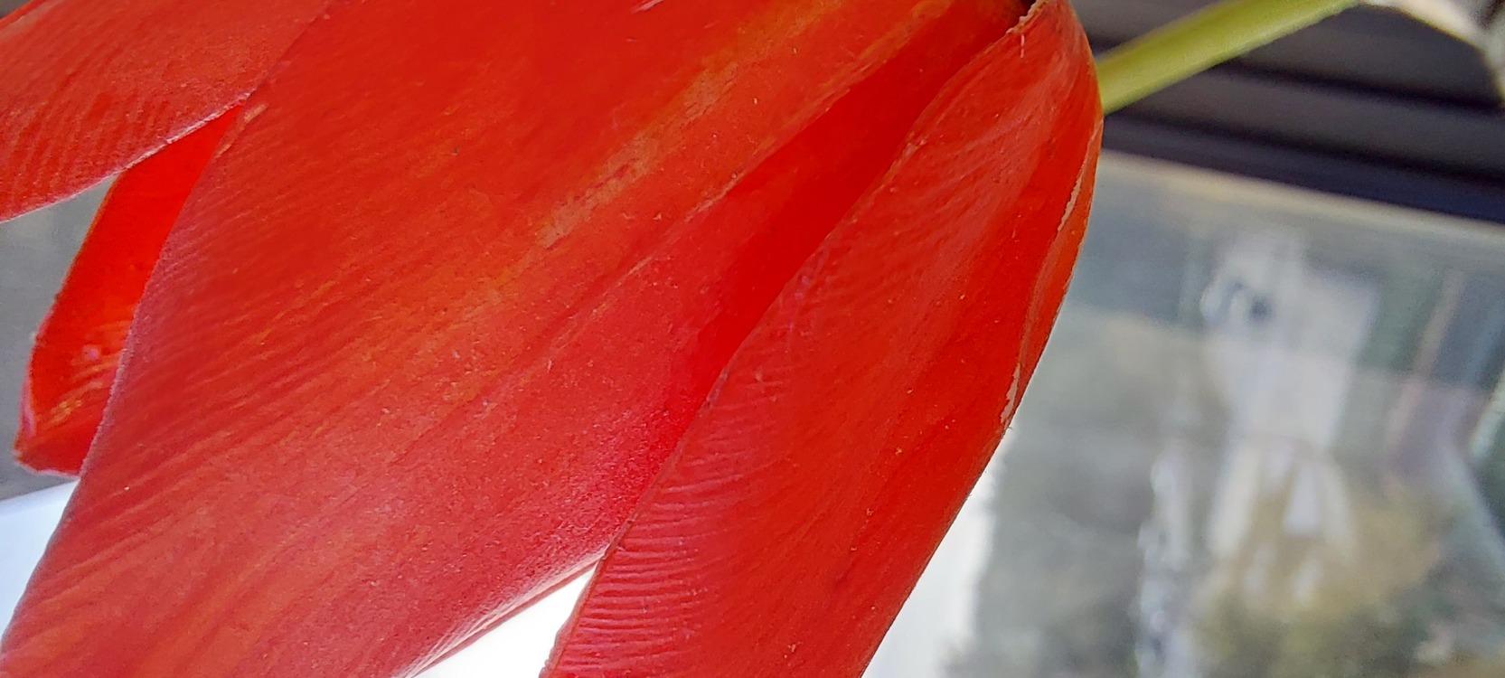TULIP (artificial) Made to order item Gassal Tabii series prop