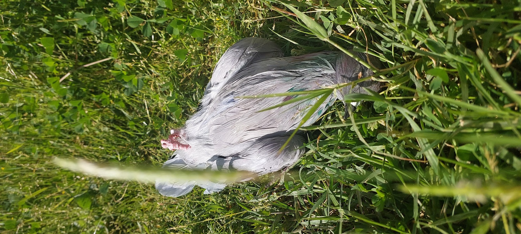 PIGEON (realistic) Made to order Gassal Tabii series prop