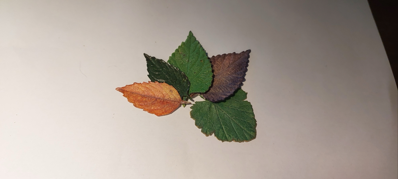 LEAF pin