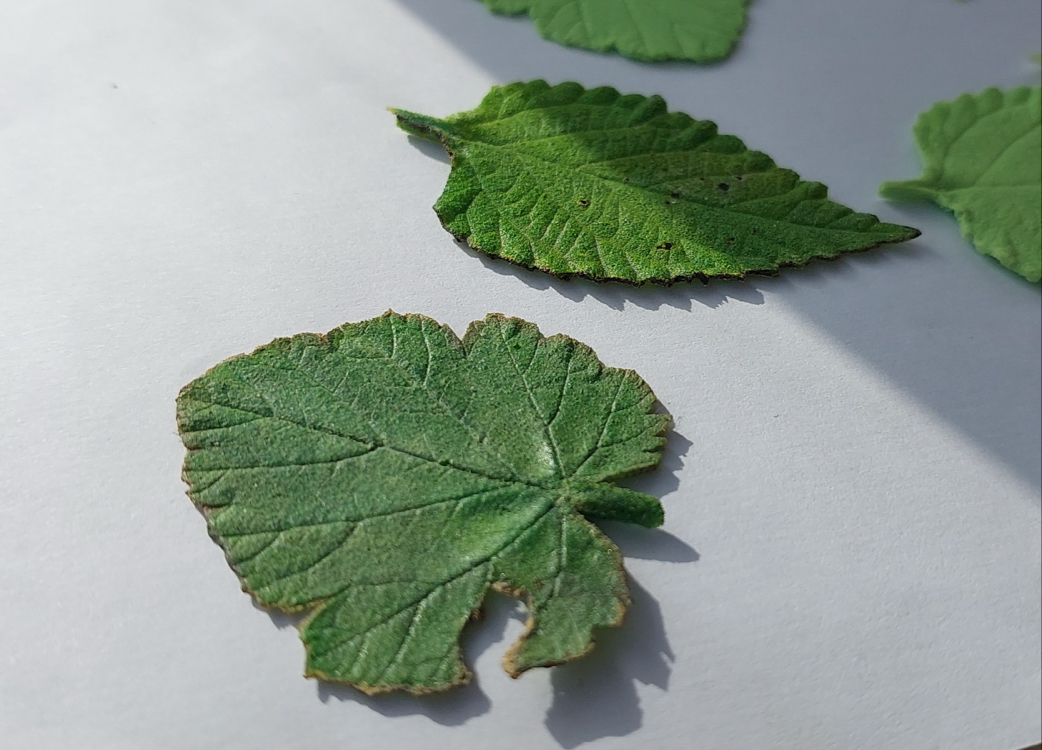 LEAF pin