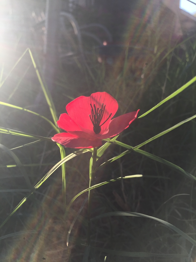 POPPY (artificial) Made to order Another Self 2022 netflix series prop