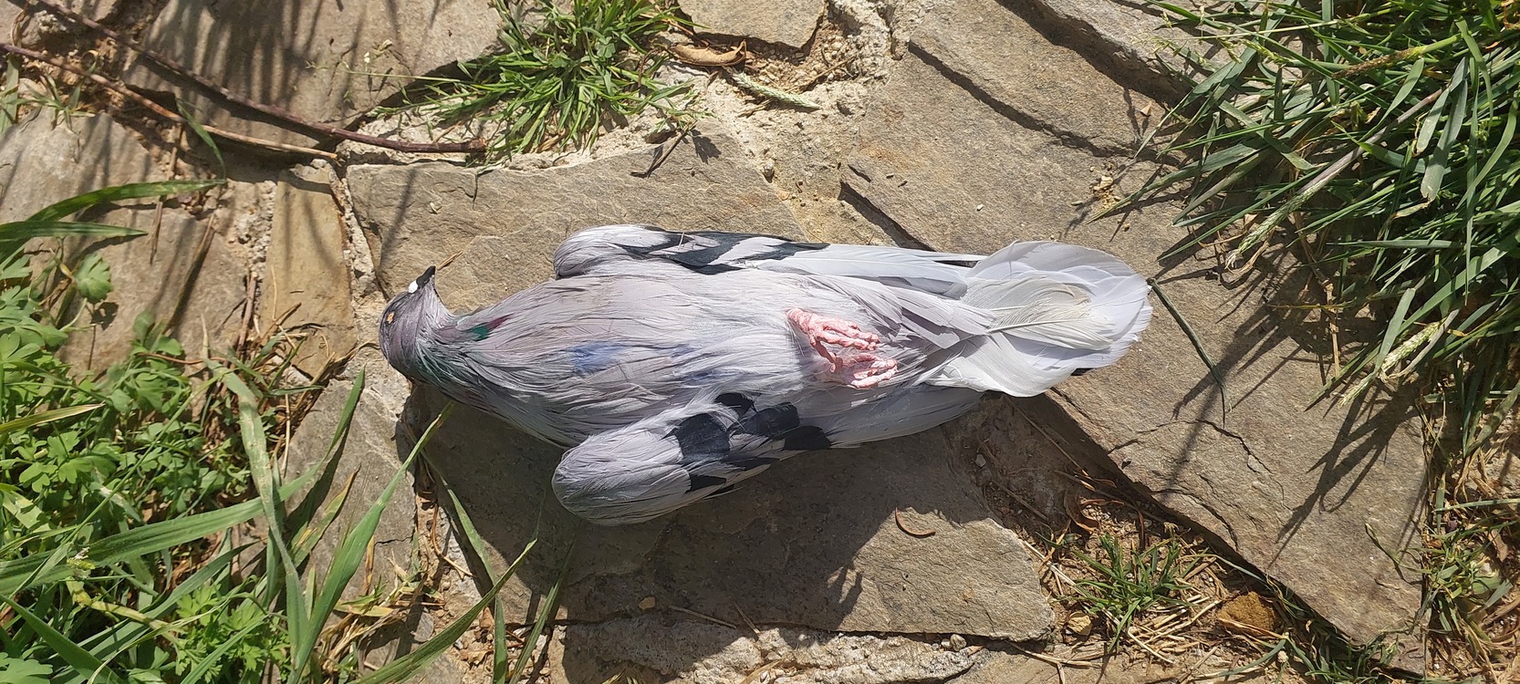 PIGEON (realistic) Made to order Gassal Tabii series prop