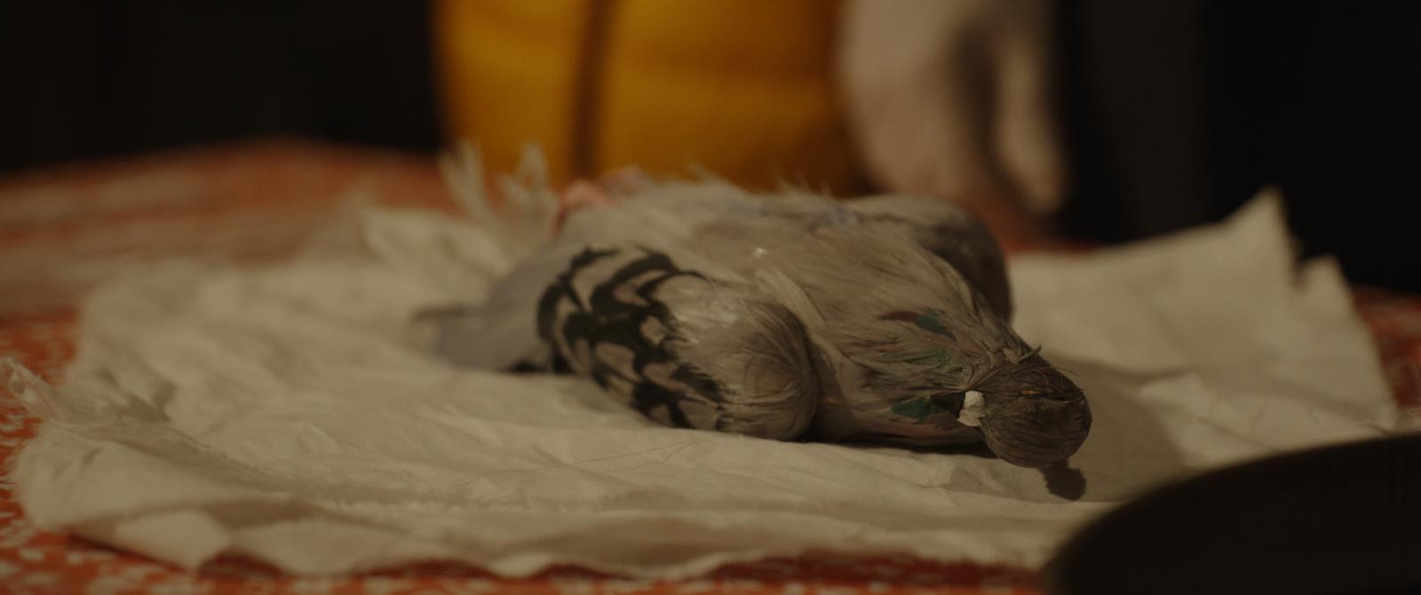 PIGEON (realistic) Made to order Gassal Tabii series prop