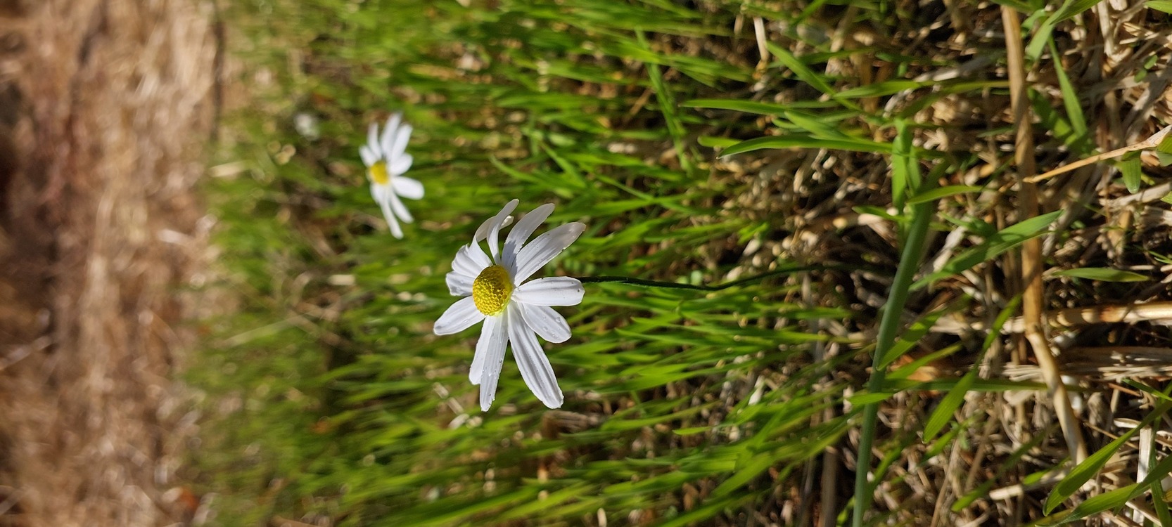 DAISY (artificial) Made to order Gassal Tabii serises prop