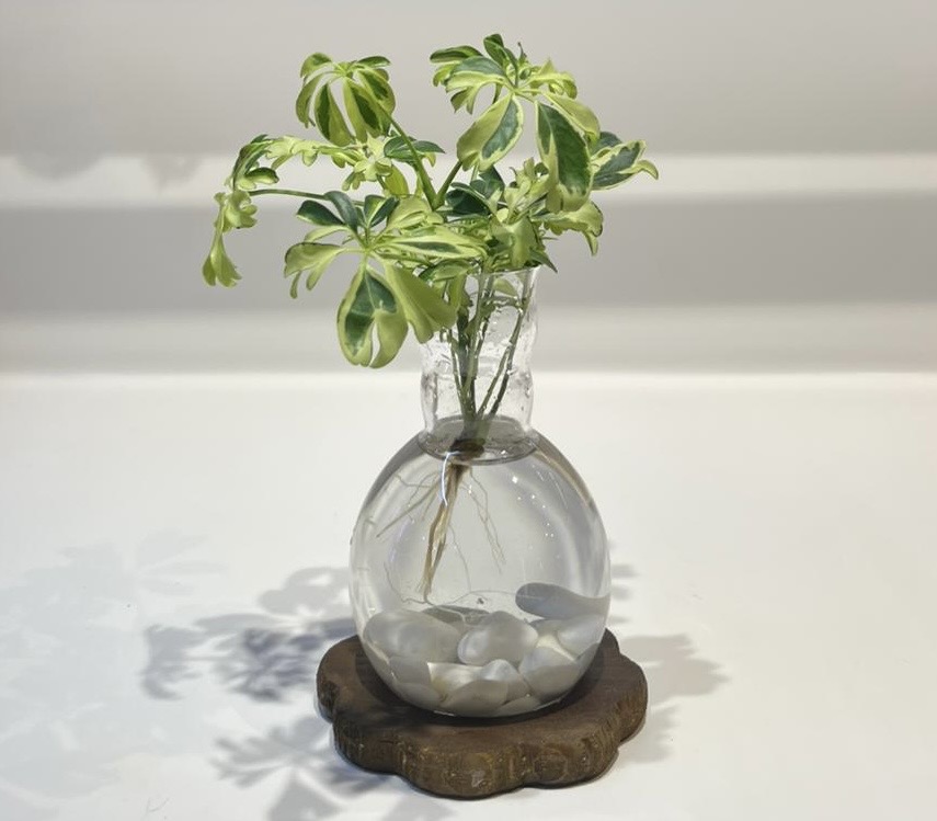 Schefflera Variegata | Suda Yetişen Yeşil Zarafet – Ahşap Altlıklı