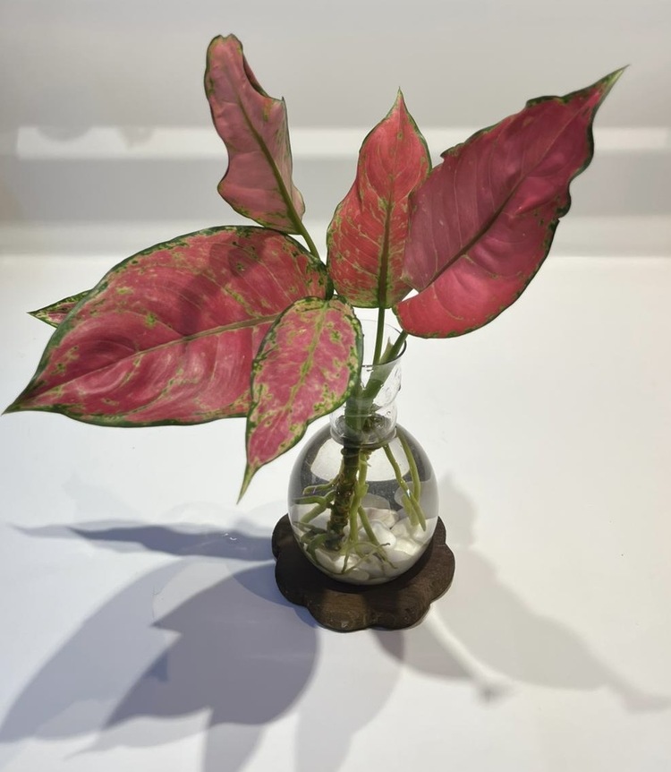 VİP | Aglaonema Red Valentine | Suda Yetişen Zarif Renk – Ahşap Altlıklı 