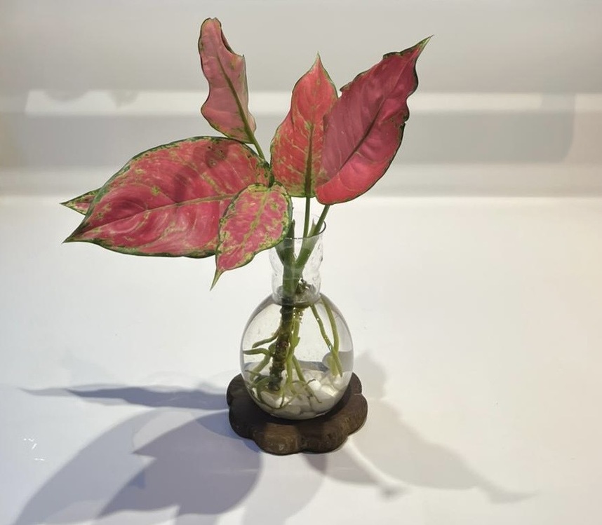 VİP | Aglaonema Red Valentine | Suda Yetişen Zarif Renk – Ahşap Altlıklı 