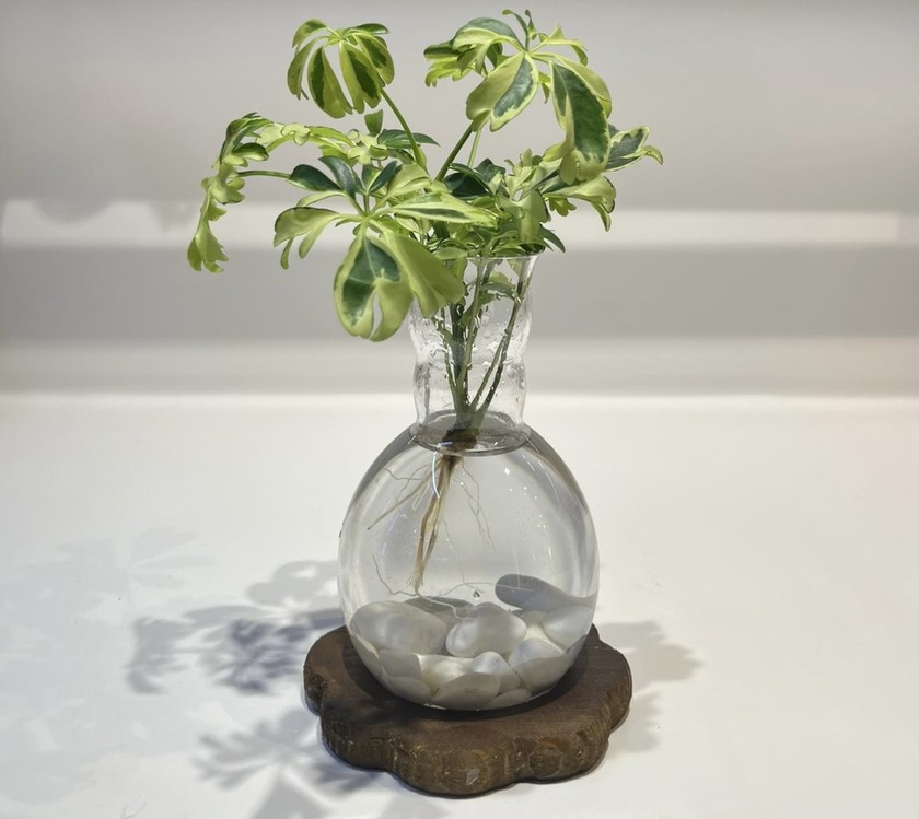 Schefflera Variegata | Suda Yetişen Yeşil Zarafet – Ahşap Altlıklı