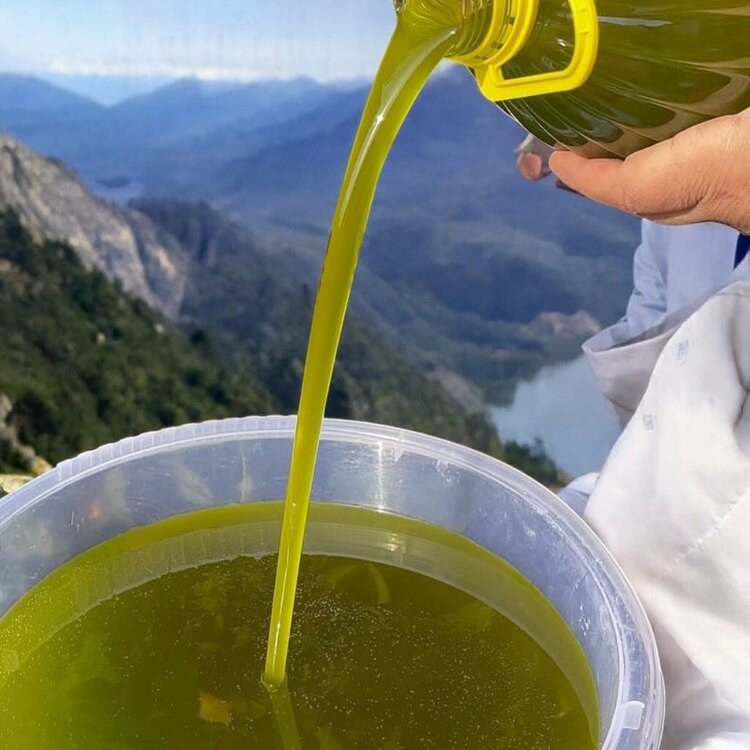 Naturel sızma zeytinyagı