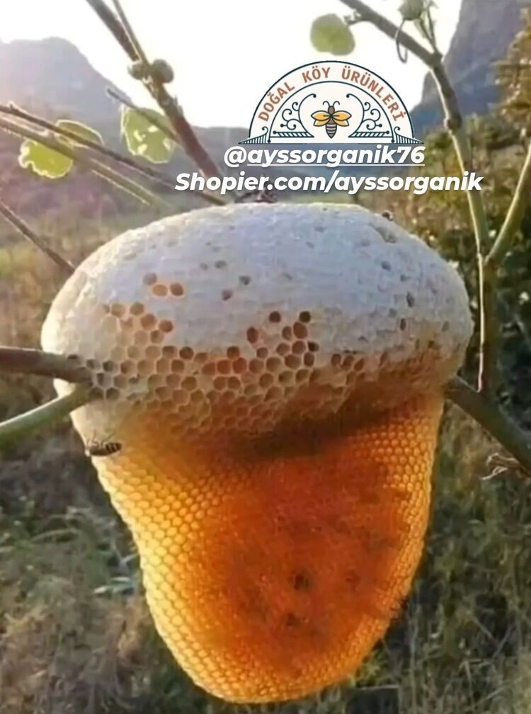 Yayla çiçek balı