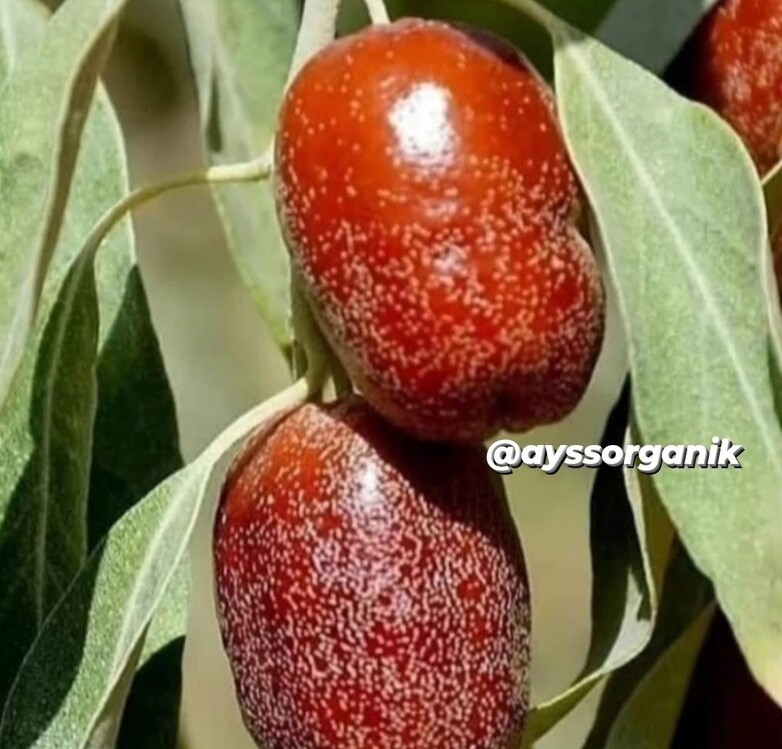 1.kg İğde