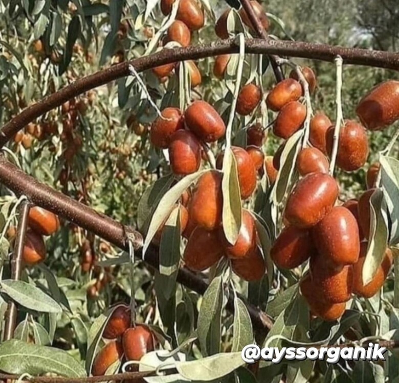 1.kg İğde