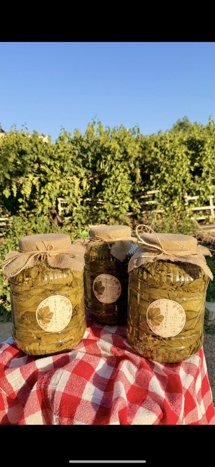 5 x 5 L Bağlıca Yaprak Salamura Asma Yaprağı