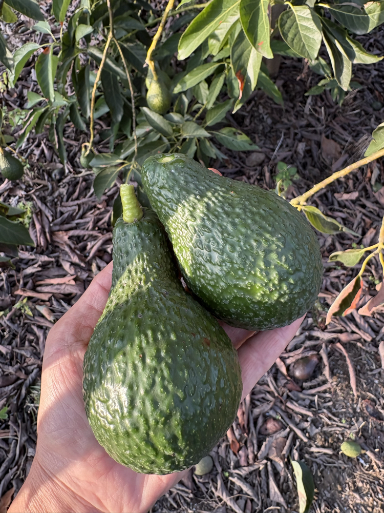 Yabani(aşısız) Avokado (1 kg)