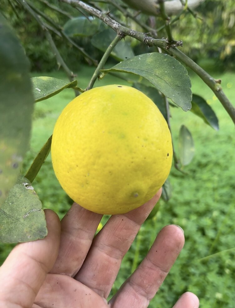 Lime limon (0,5 kg)