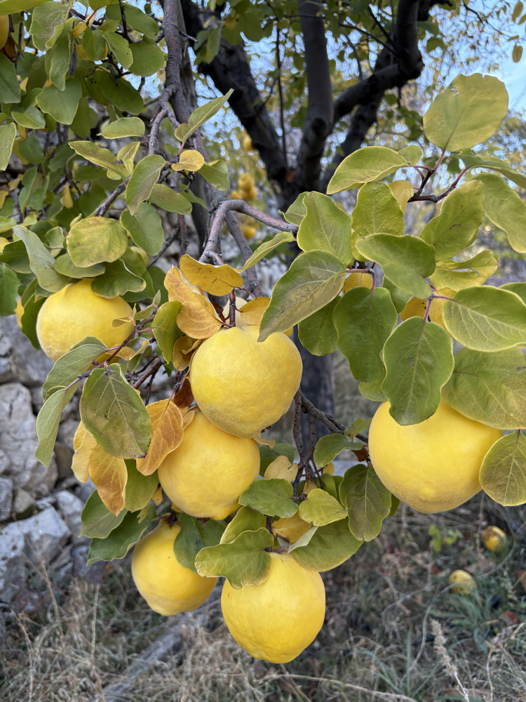 AYVA (yayla) (1 kg)