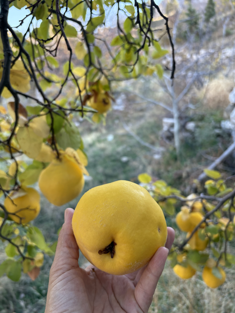 AYVA (yayla) (1 kg)