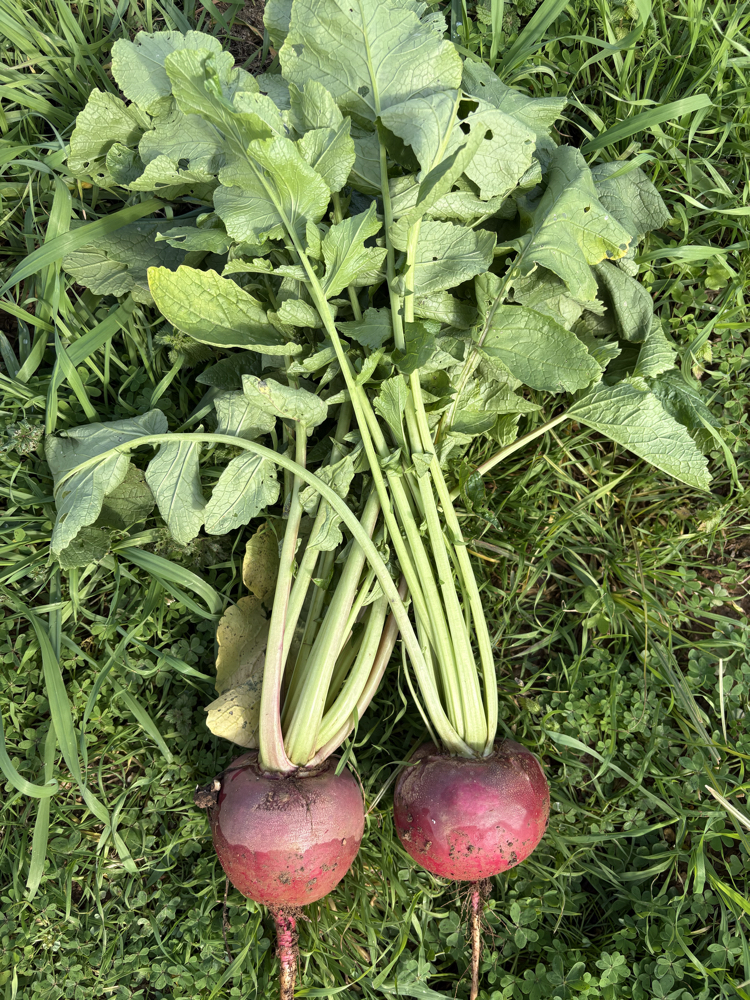 Turp (1 kg)