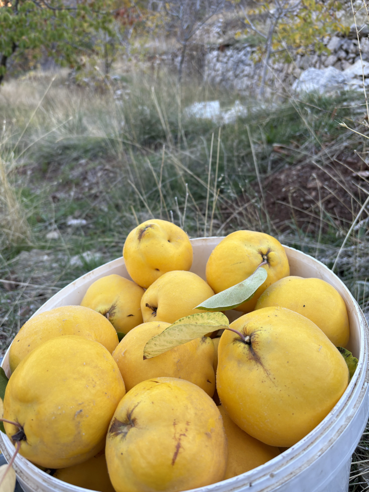 AYVA (yayla) (1 kg)