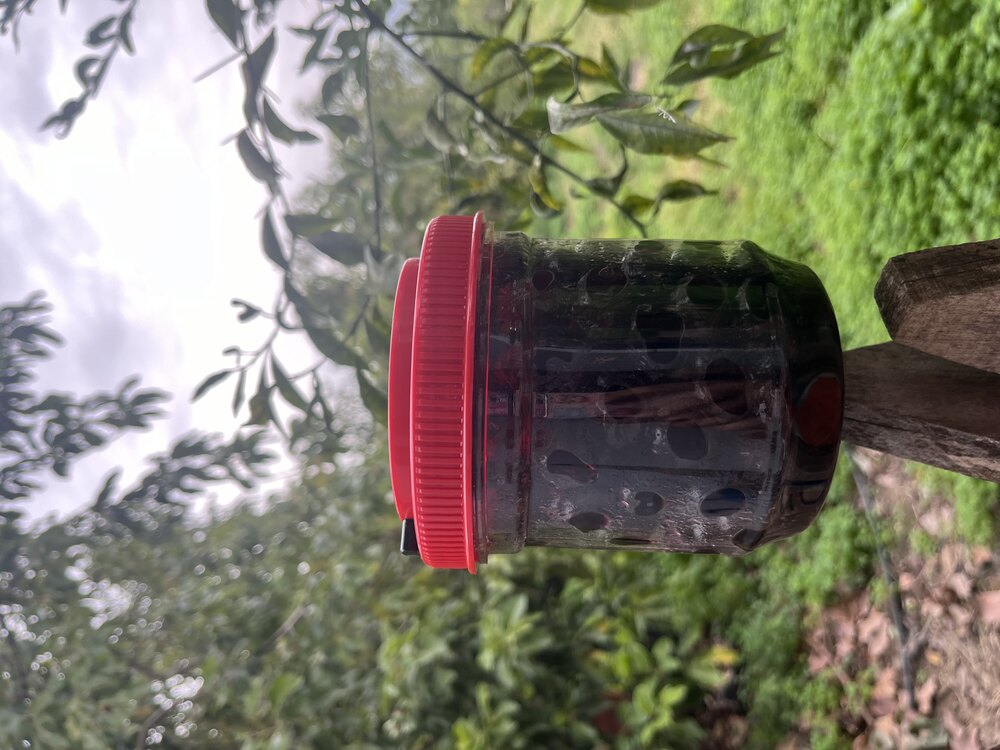 Siyah zeytin (600 gr)