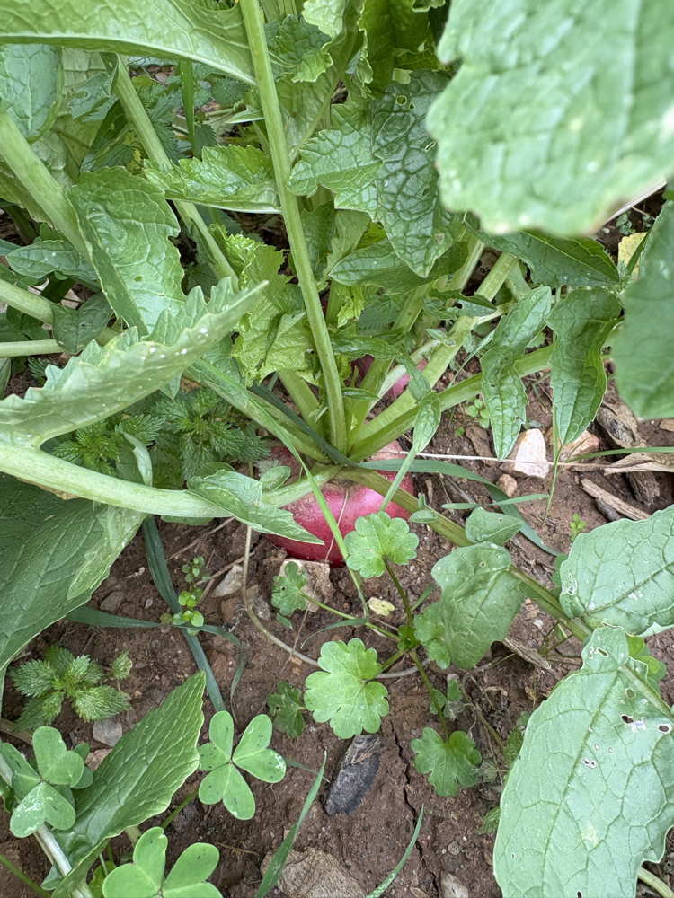Turp (1 kg)