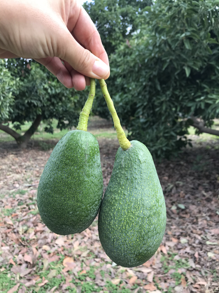 Fuerte Avokado (20 adet)